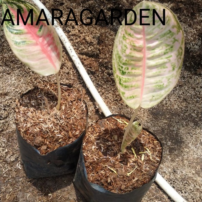 Aglonema Goliath anakan