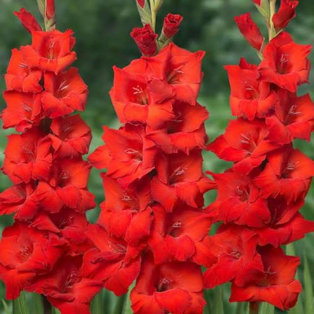 Umbi bunga Gladiol Merah
