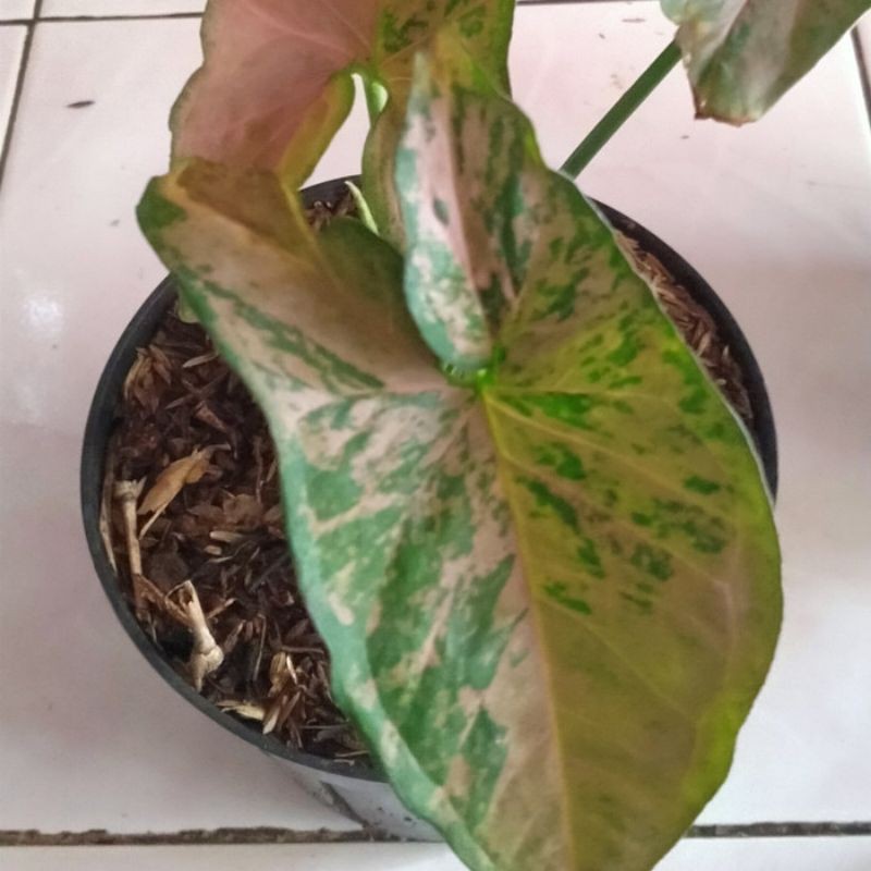 Tanaman hias Syngonium Pink Flecked - Syngonium Pink Flecked