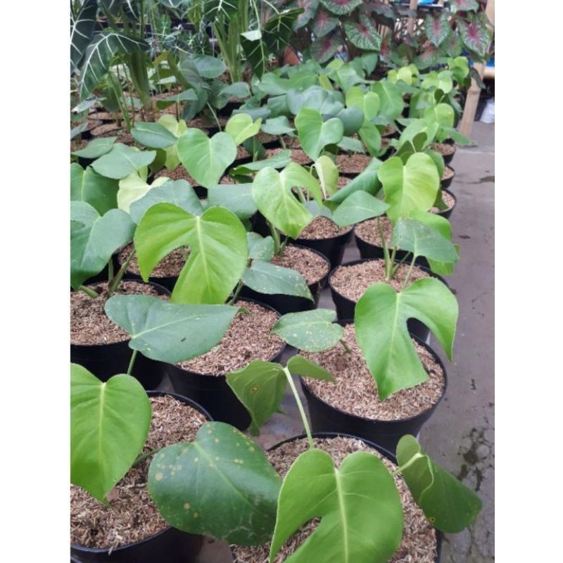 tanaman hiasa Monstera Deliciosa / Monstera Deliciosa