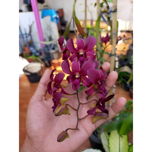Dendrobium Elder spike