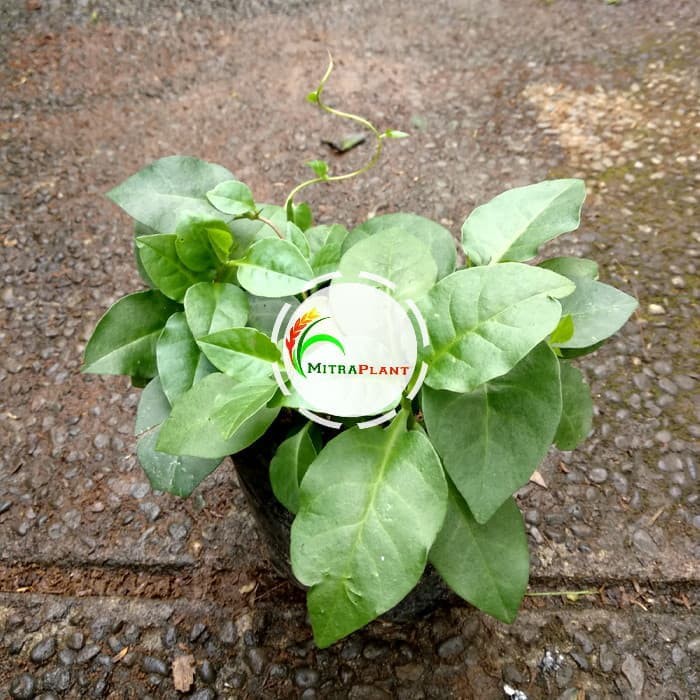 Bibit Tanaman Daun Binahong Hijau Bibit Binahong Hijau Pohon Binahong Hijau