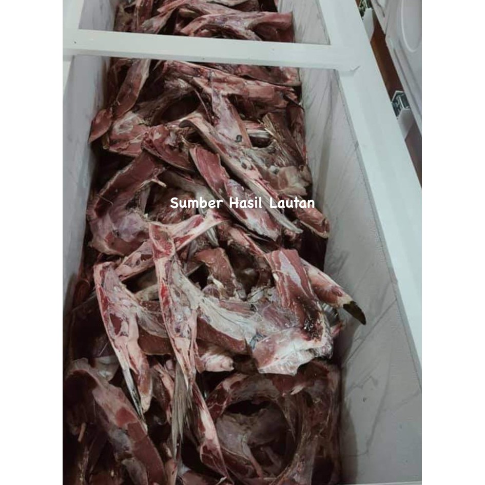 

Rahang Tuna