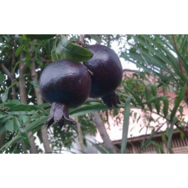 BIBIT BUAH DELIMA HITAM/DELIMA HITAM