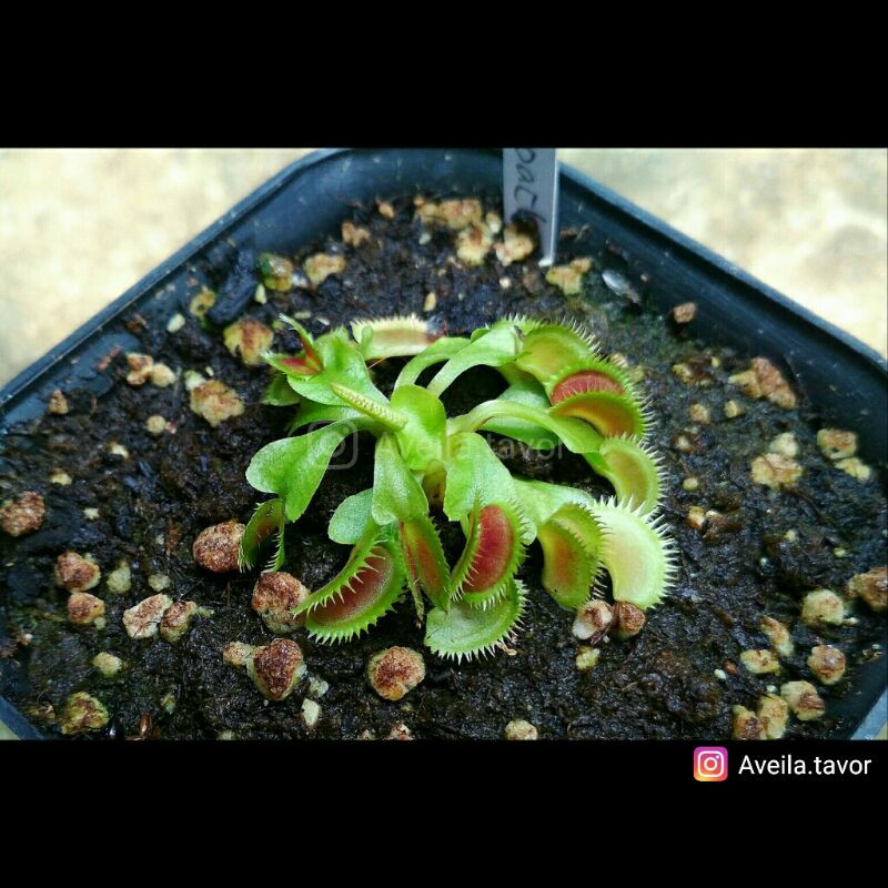 Tanaman Pemakan Serangga VFT Coq Couche