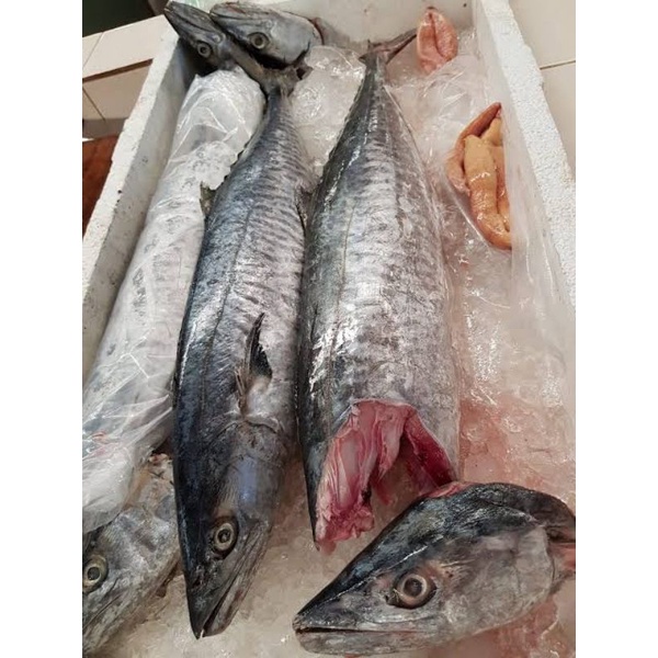 

Ikan Tenggiri Fresh