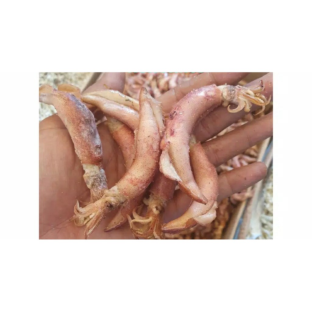 

ikan asin_sotong telur