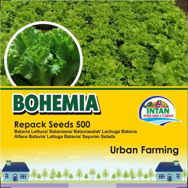 BENIH SELADA KERITING BOHEMIA