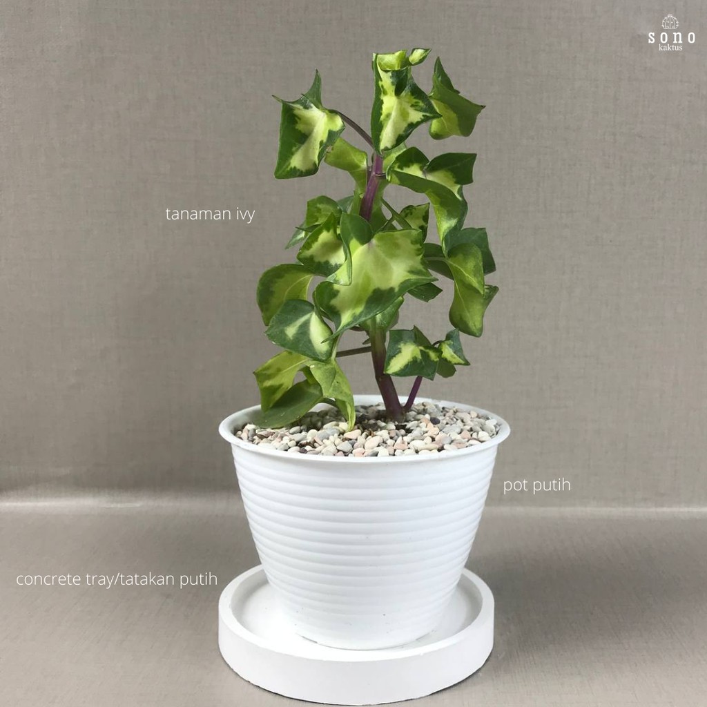 Tanaman Hias Hidup English Ivy Variegata/Hedera Helix/Ivy/Ivy English Murah