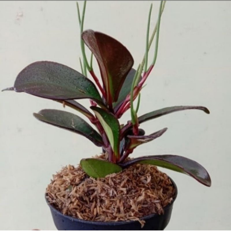 Pohon Teplan Hitam / Peperomia Hitam Tanaman Hias Teplan Hitam / Black Peperomia