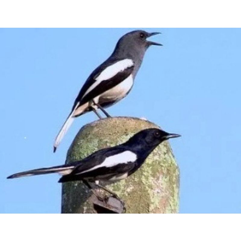 burung kacer pasangan sepasang siap produksi