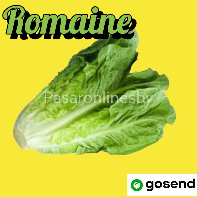 

Selada Romaine/ Romain