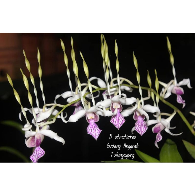 Dendrobium stratiotes