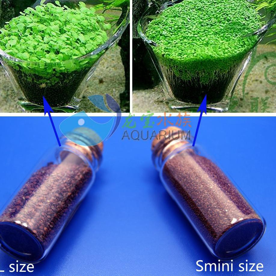 Produk Dijamin Ori Bibit Benih Tanaman Air Carpet Seed Aquascape Aquarium Shopee Indonesia