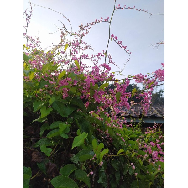 Biji bunga air mata pengantin (amp)