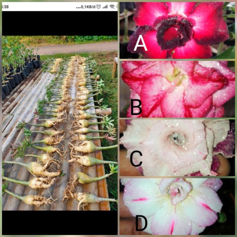 Paket 4 batang Adenium tumpuk/grafting