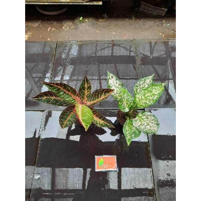 [✅COD] PAKET AGLONEMA - 2 POHON / PAKET AGLONEMA MURAH / TANAMAN HIAS AGLOMEMA / AGLONEMA SUMATRA