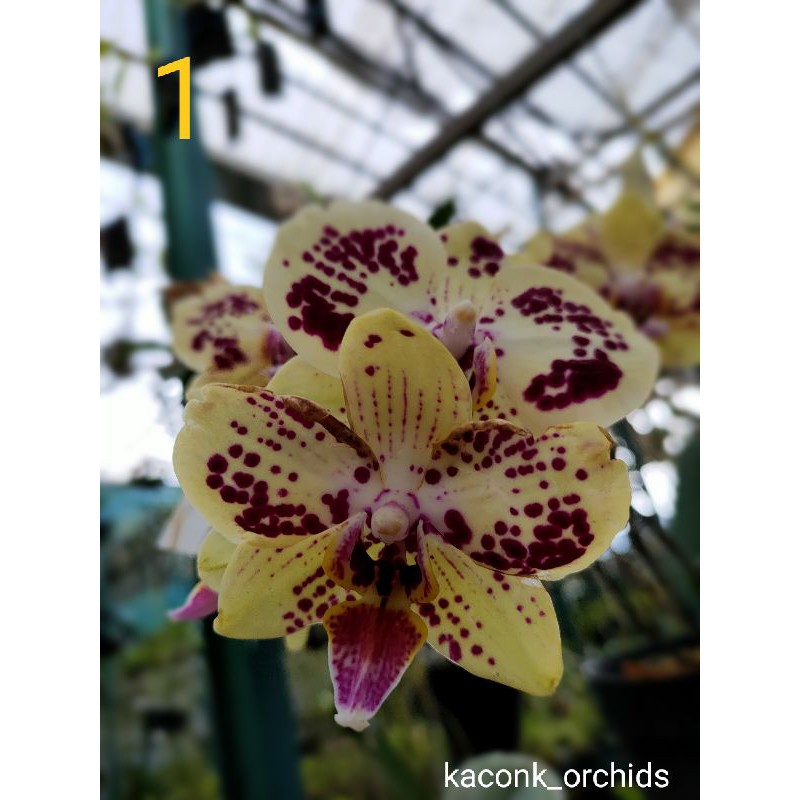 Seedling Anggrek Bulan