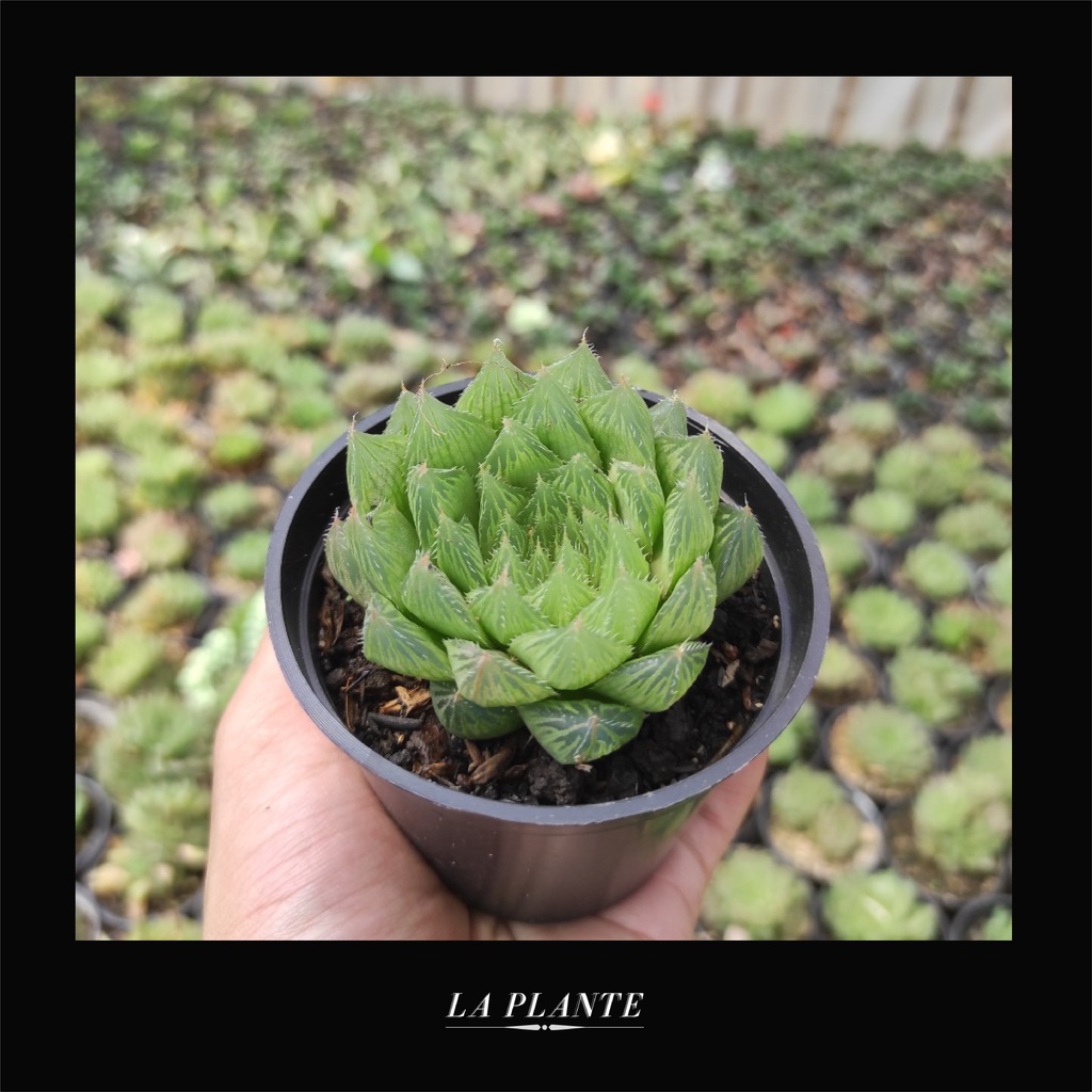 SUKULEN HAWORTHIA Haworthia coopery sp