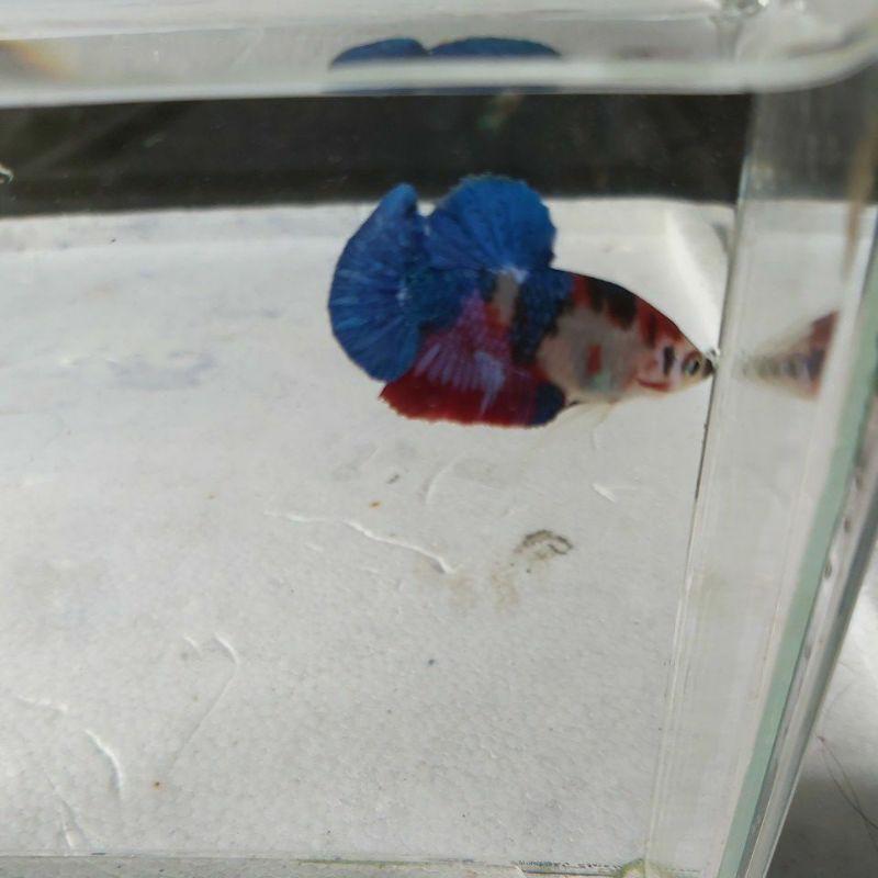 Male Cupang Jantan Koi Galaxy Multi