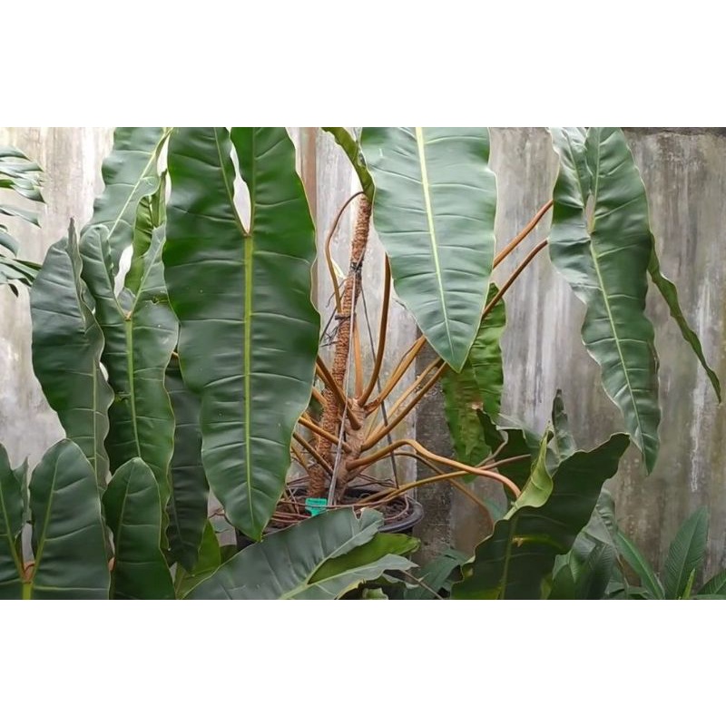 philodendron kabel busi stang orange beby atau anakan