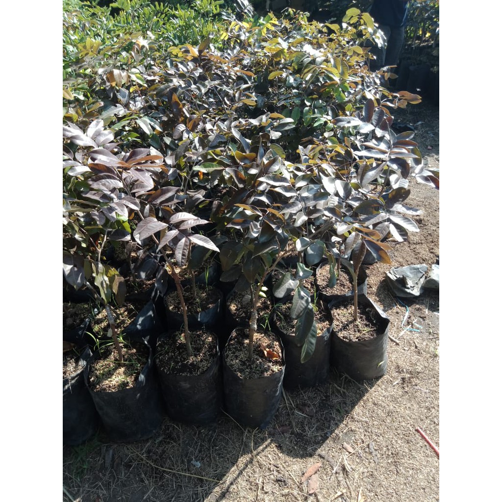 Bibit Buah Kelengkeng Merah Ruby Longan