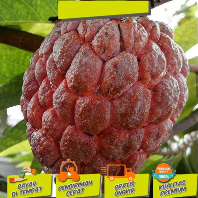 bibit srikaya merah super