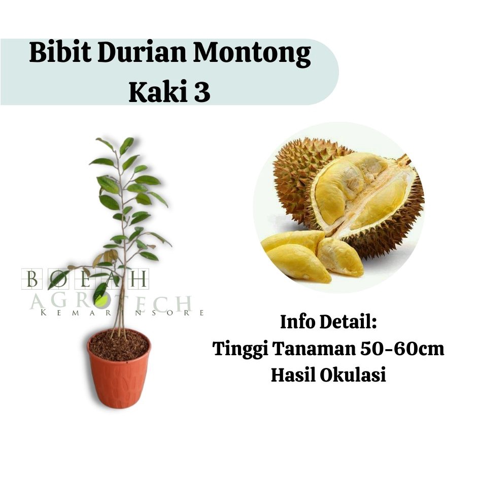 Bibit Durian Montong Kaki 3 (Jaminan Original)