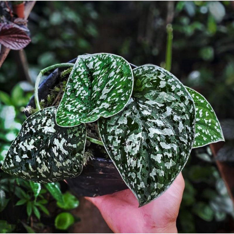 skindapsus puncak agrerius sp Borneo Rawatan