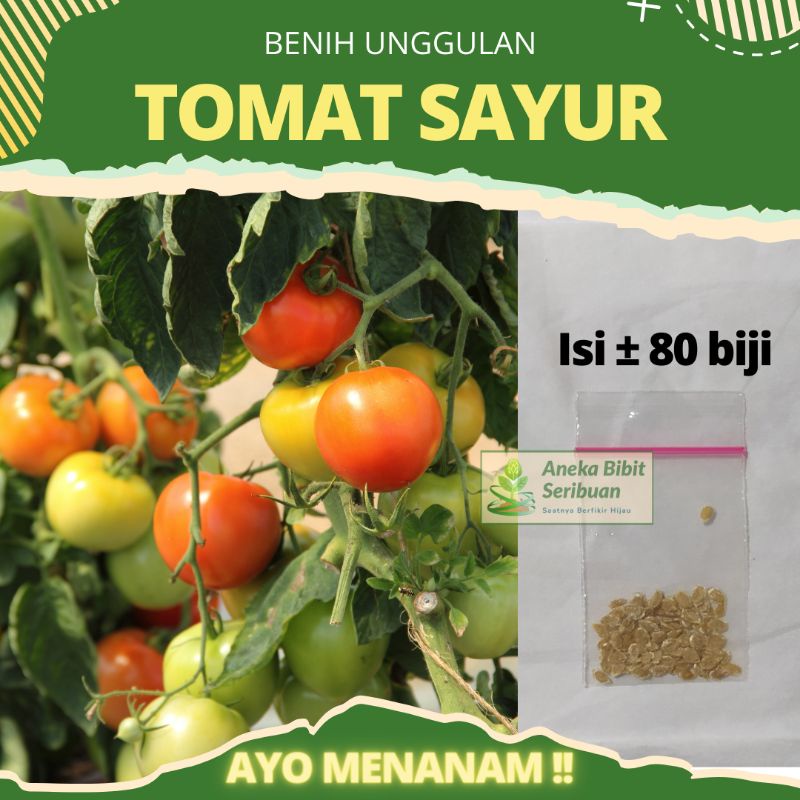 benih tomat sayur unggulan bibit tomat