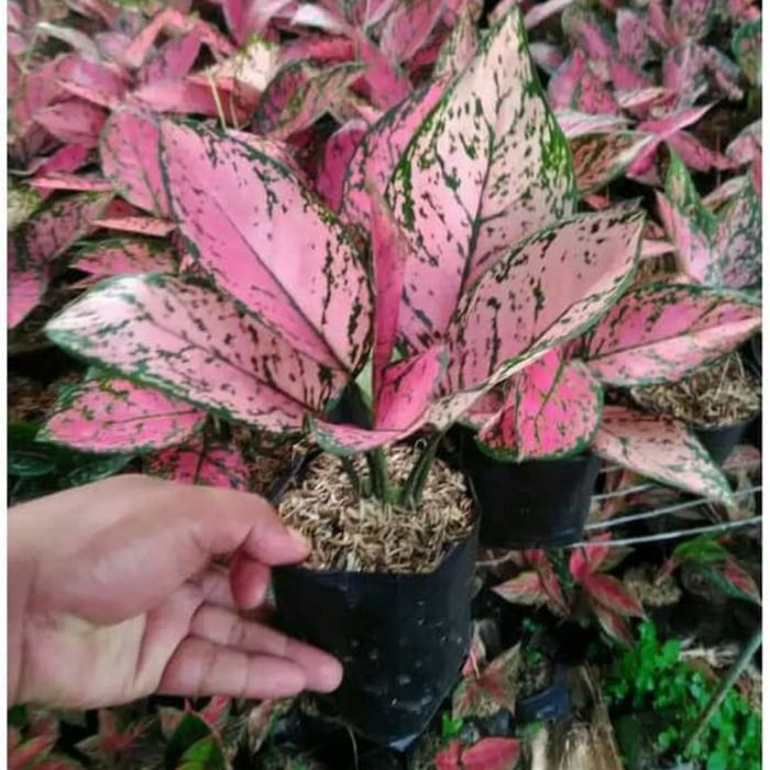 Tanaman Hias Aglonema Lady Valentine - Aglonema Valentine