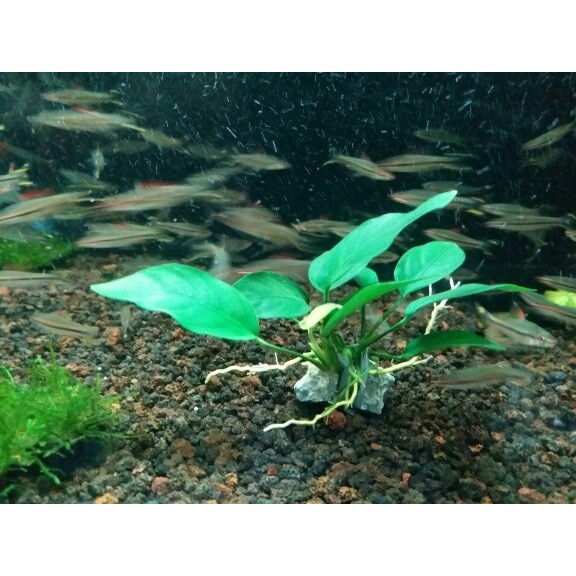 Tanaman Aquascape " Anubias Nana L "
