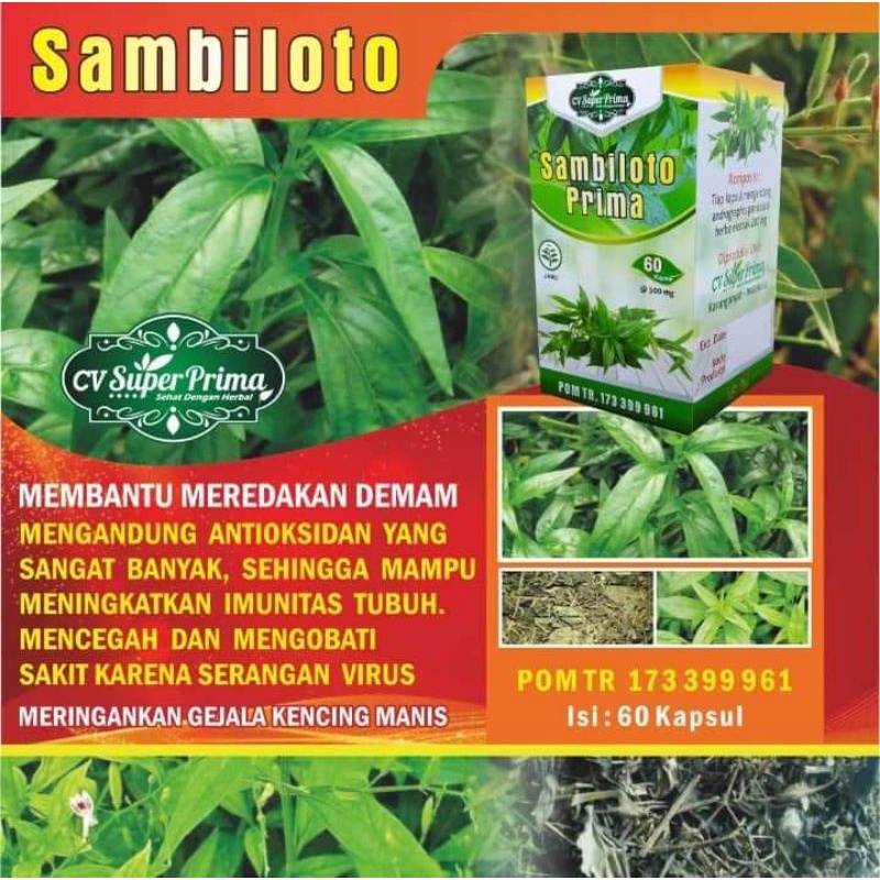 HERBAL EXTRAK SAMBILOTO 60 /MENURUNKAN DEMAM/MENGUATKAN KEKEBALAN TUBUH