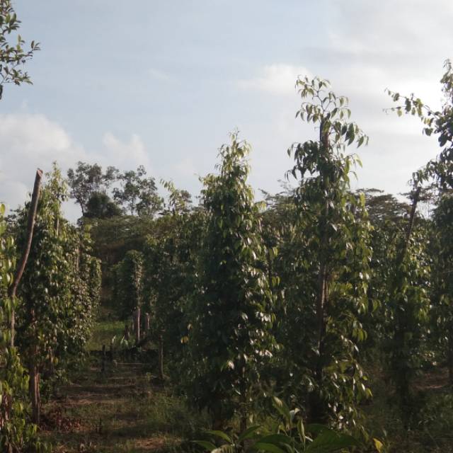 rhacuayanxkhafolevel