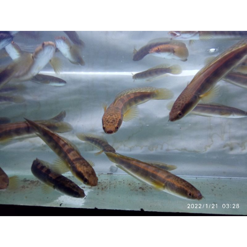 Channa RED BARITO 15cm UP