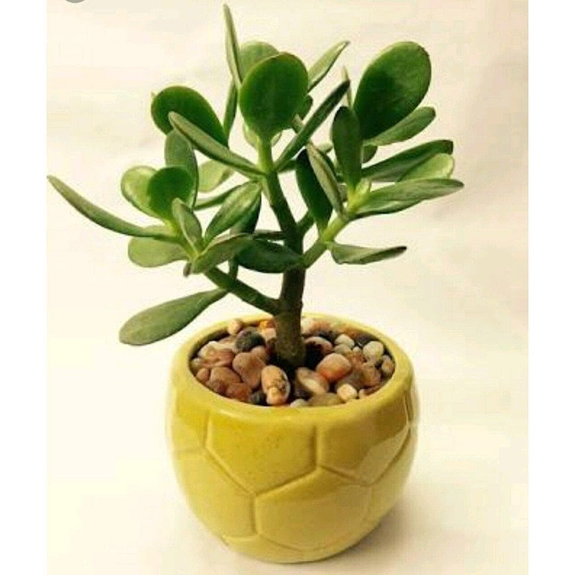 Jual Bibit Jade Plant Indonesia Shopee Indonesia