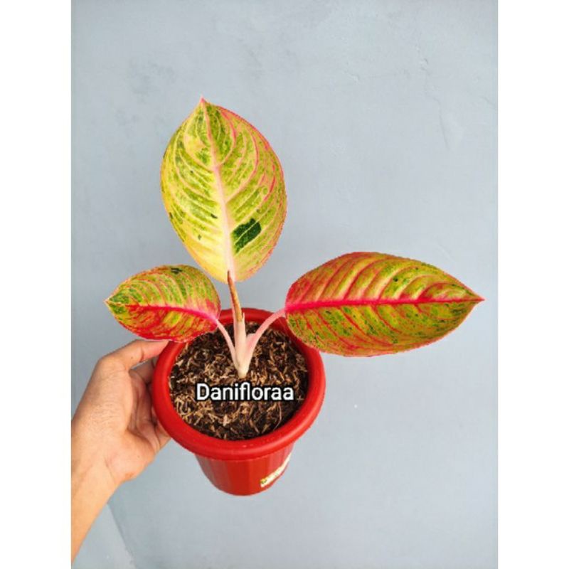 Aglonema anakan goliath merah
