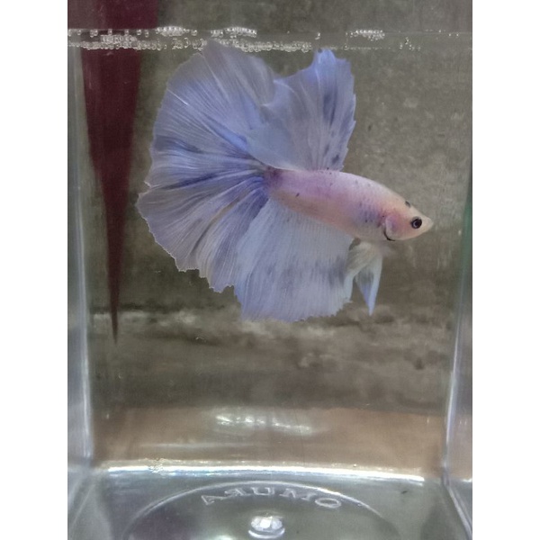 CupangHalfmoon