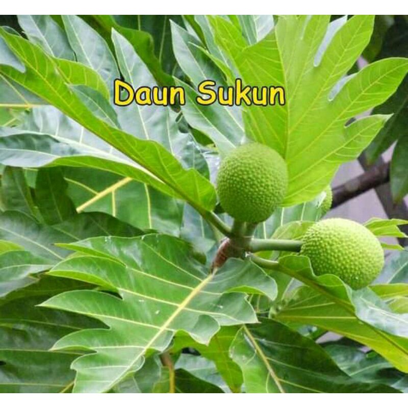 

Jual Daun Sukun atau Artocarpus Artilis