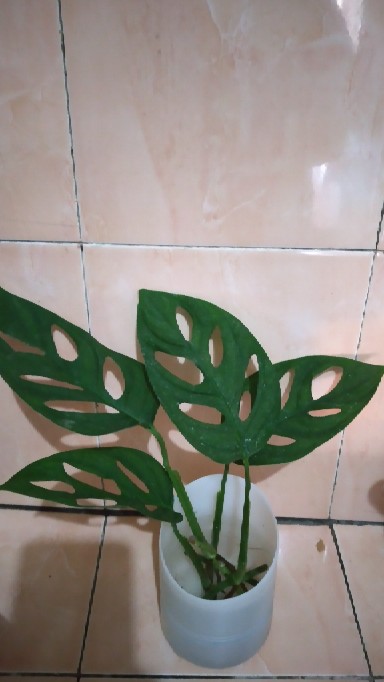 Bonggol Fresh Cutting Janda Bolong