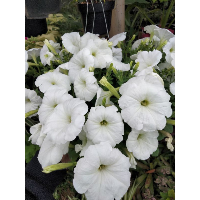

petunia putih