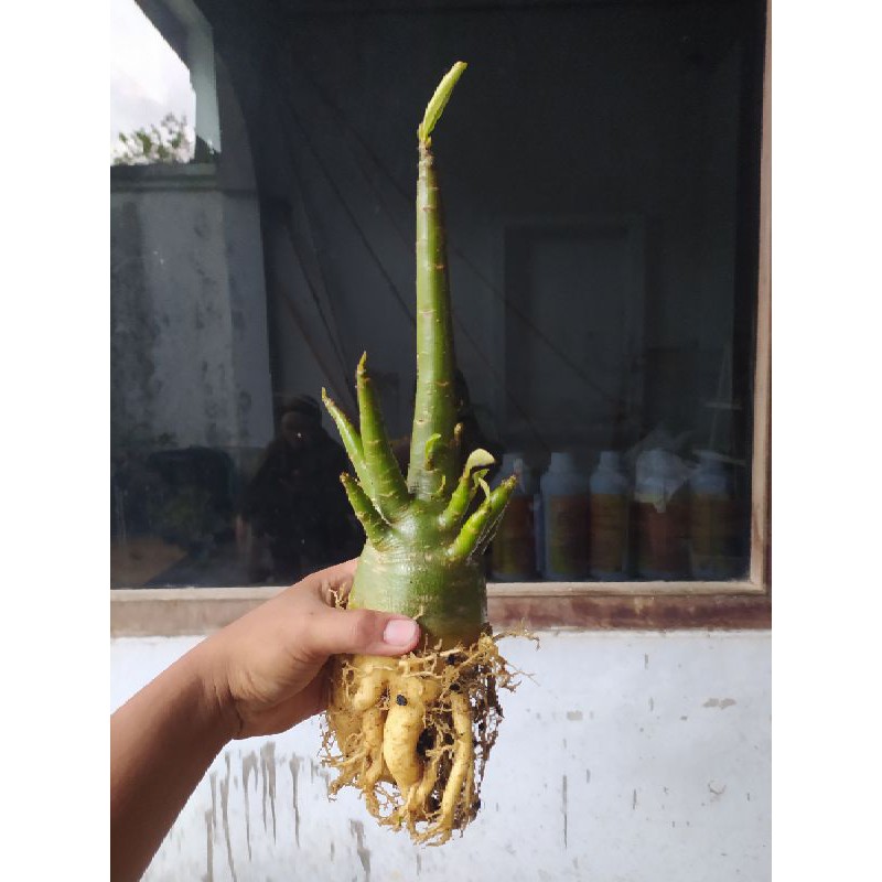Adenium Thaisoco Golden Crown