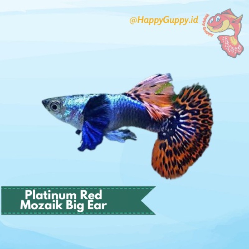 Ikan Hias Guppy Platinum Red Mozaik Big Ear (PRMBE)