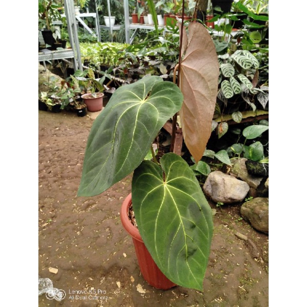 Anthurium Dressleri x Anthurium Papillilaminum