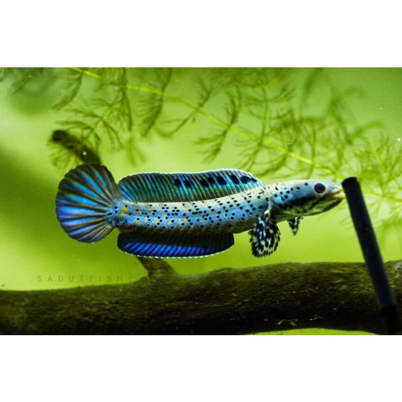 Chana Orna Yellow Lips , GARANSI ORNA YL