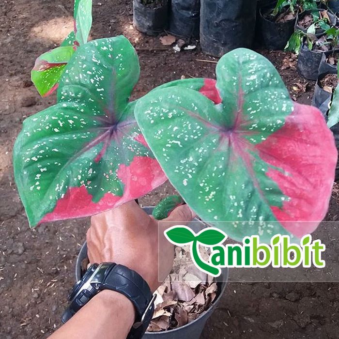 Tanaman Hias Keladi Baret Merah - Daun Keladi Baret Merah