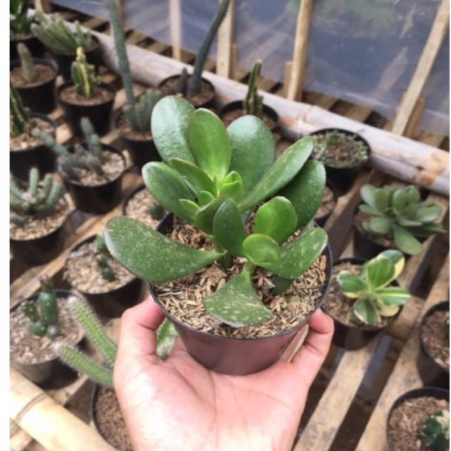 Jade Plant Besar Pot 10 cm