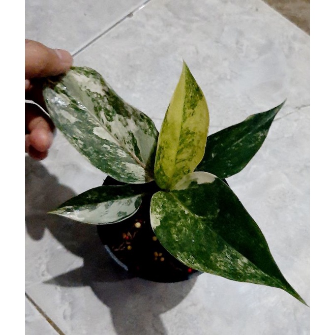 Aglaonema Siam Jade