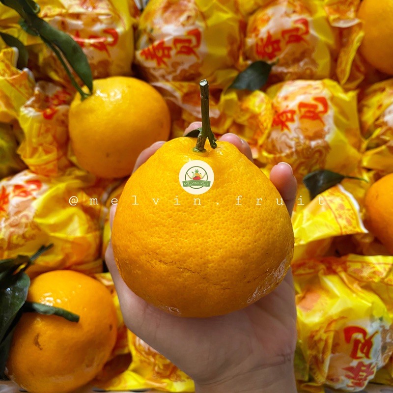 

Jeruk dekopon China fresh
