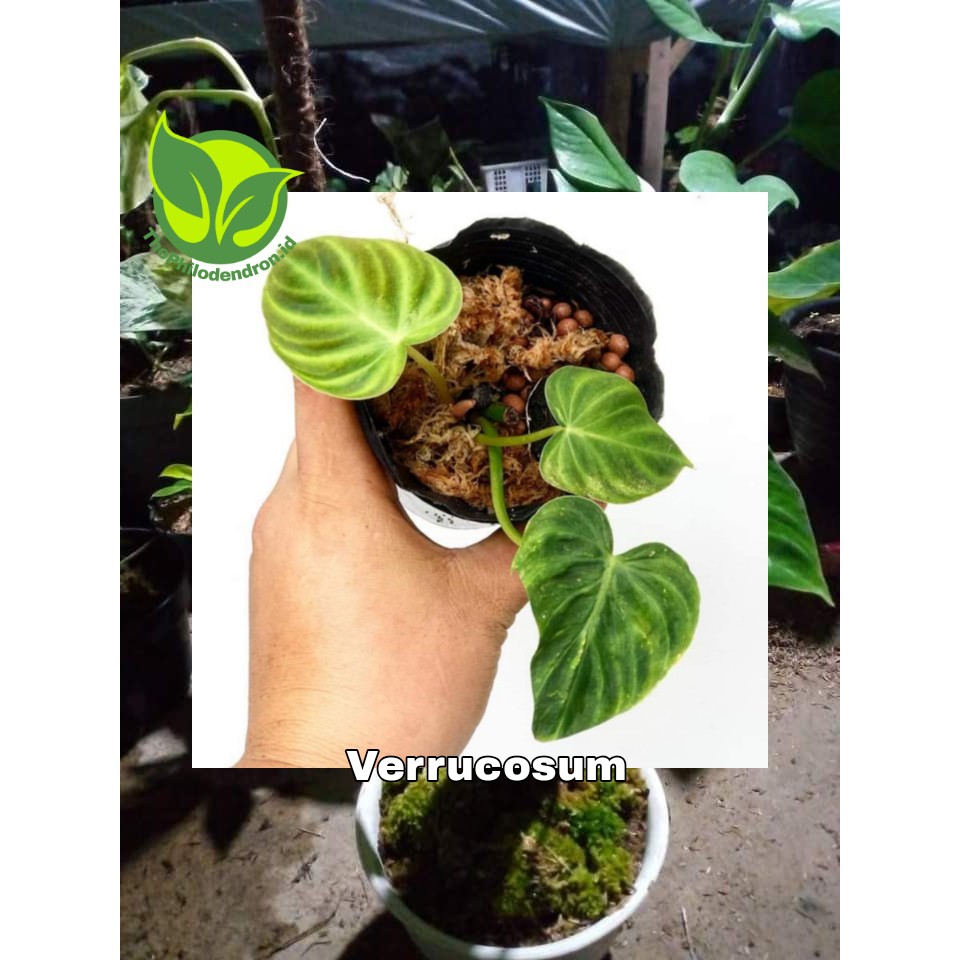 Promo Bibit Bonggol Philodendron Verrucosum